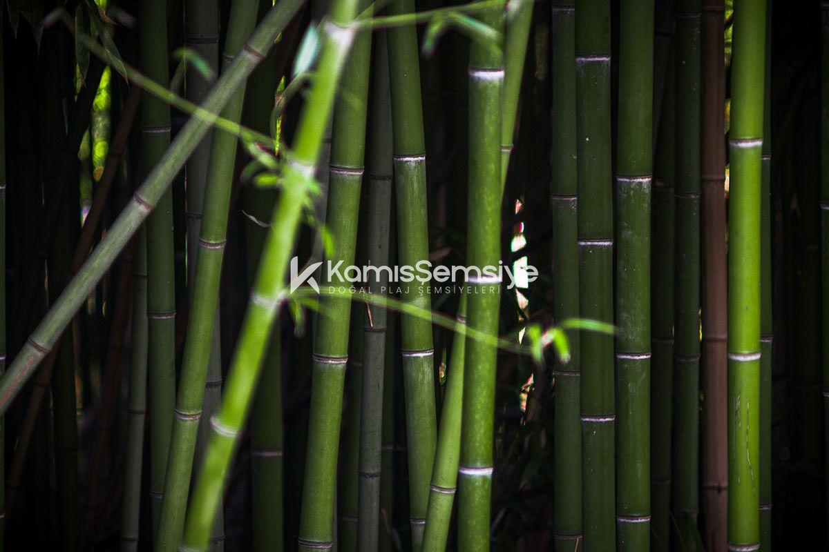Bambu Nedir