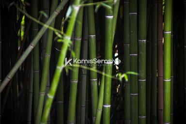 Bambu Nedir